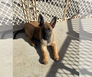 Medium Belgian Malinois