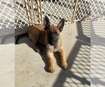 Puppy Purple collar Belgian Malinois