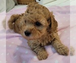 Small Photo #2 Maltipoo Puppy For Sale in PLANT CITY, FL, USA