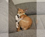 Small #3 Whippet Mix