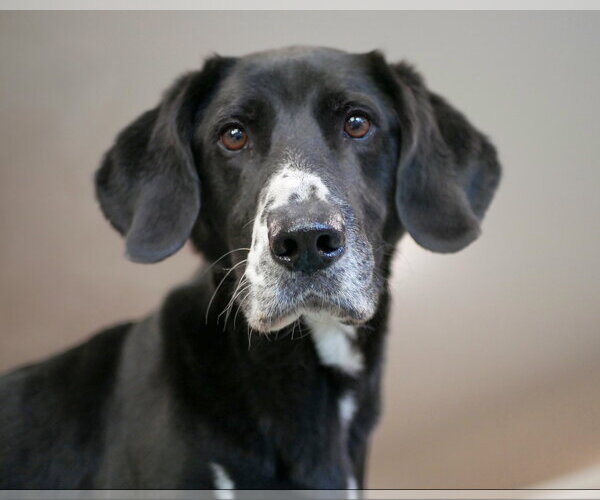 Medium Photo #1 Plott Hound-Unknown Mix Puppy For Sale in Sequim, WA, USA