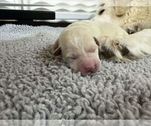 Medium Photo #11 Anatolian Shepherd-Great Pyrenees Mix Puppy For Sale in Houston, TX, USA