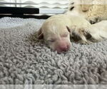 Small #10 Anatolian Shepherd-Great Pyrenees Mix