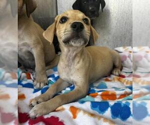 Mutt Dogs for adoption in San Antonio, TX, USA