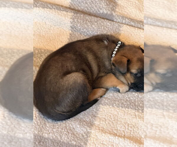 Medium Photo #1 Mutt Puppy For Sale in Imlay City, MI, USA