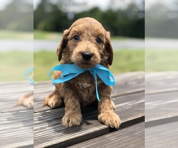 Medium Photo #15 Goldendoodle Puppy For Sale in KISSIMMEE, FL, USA