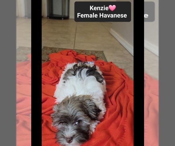 Medium Photo #5 Havanese Puppy For Sale in TUCSON, AZ, USA