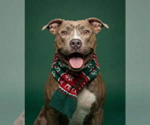 BRUCE - Male Bullypit Dog for Adoption - Photo #2