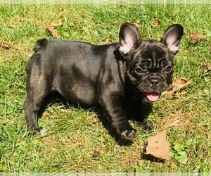 French Bulldog Puppy for sale in GOSHEN, NY, USA