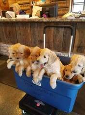 Goldendoodle Puppy for sale in ELDON, MO, USA