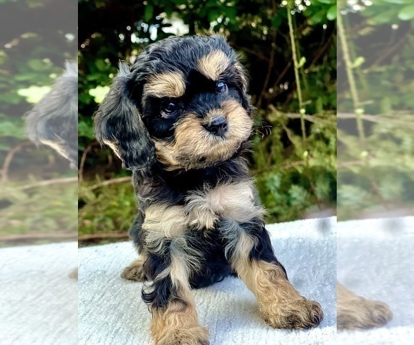 Medium Photo #2 Cavapoo Puppy For Sale in GRESHAM, OR, USA