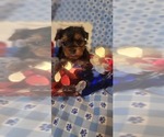 Small #7 Yorkshire Terrier