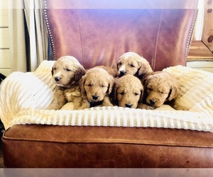 Goldendoodle Puppy for sale in PARADISE HILL, OK, USA