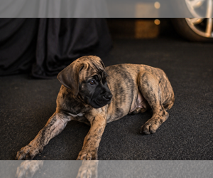 Presa Canario Puppy for sale in ANSON, ME, USA