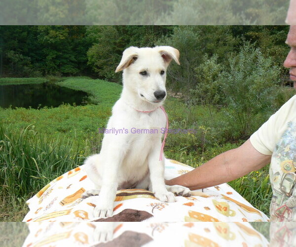 Medium Photo #9 German Shepherd Dog Puppy For Sale in PIEDMONT, MO, USA