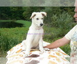 Small Photo #9 German Shepherd Dog Puppy For Sale in PIEDMONT, MO, USA