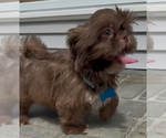Small #1 Shih Tzu