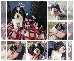 Cocker Spaniel Puppy for sale in BEDFORD, IN, USA