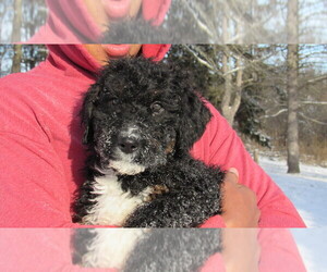 Bernedoodle Puppy for sale in BIG ROCK, IL, USA