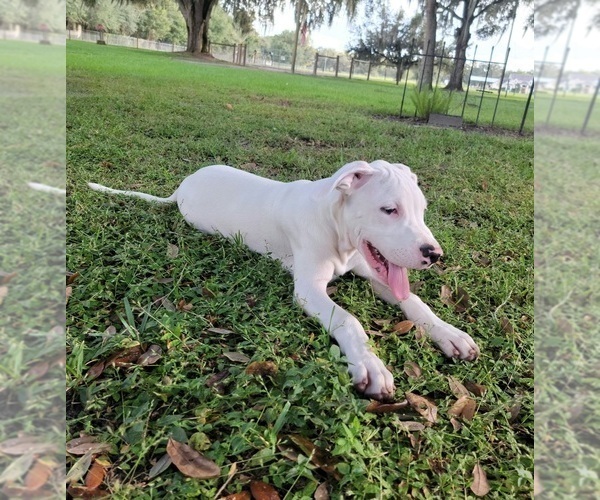 Medium Photo #6 Dogo Argentino Puppy For Sale in MULBERRY, FL, USA