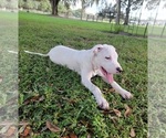 Small Photo #6 Dogo Argentino Puppy For Sale in MULBERRY, FL, USA