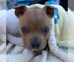 Small Mutt