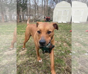 Ozzie - Male Boxer Dog for Adoption - Photo #4