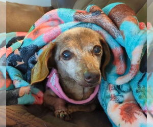 Dachshund Dogs for adoption in Weston, FL, USA