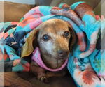 Small Dachshund