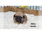 Small #4 Pug