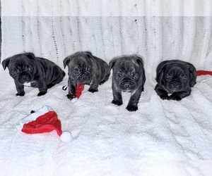 Medium French Bulldog