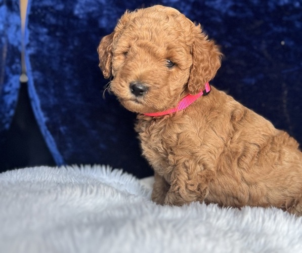 Medium Photo #5 Goldendoodle (Miniature) Puppy For Sale in SAN FERNANDO, CA, USA