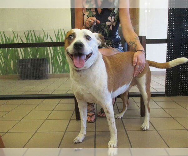 Medium Photo #1 American Pit Bull Terrier-Unknown Mix Puppy For Sale in Ocala, FL, USA