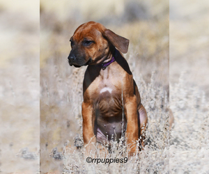 Rhodesian Ridgeback Puppy for sale in FAIRPLAY, CO, USA