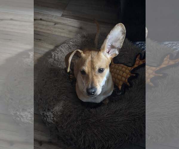 Medium Photo #2 Dachshund-Unknown Mix Puppy For Sale in Greenville, SC, USA