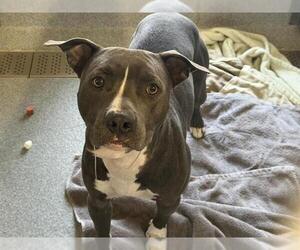 Mutt Dogs for adoption in Orange, CA, USA