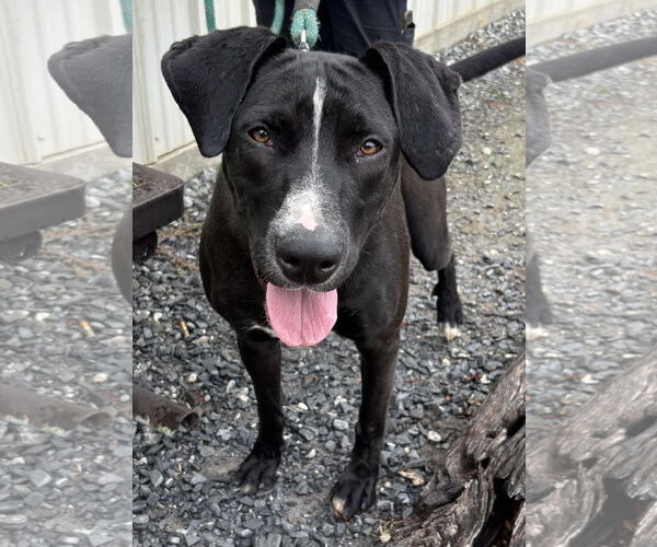 Medium Photo #14 Mutt Puppy For Sale in Rustburg, VA, USA