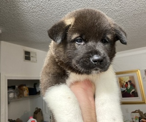 Akita Puppy for sale in ORLANDO, FL, USA