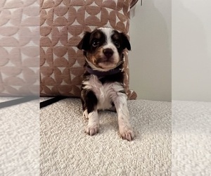Medium Miniature Australian Shepherd