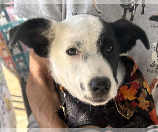 Medium Photo #5 Border Collie-Unknown Mix Puppy For Sale in Mount Airy, NC, USA