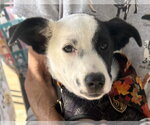 Small Photo #5 Border Collie-Unknown Mix Puppy For Sale in Mount Airy, NC, USA