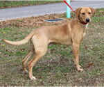 Small #2 Golden Labrador