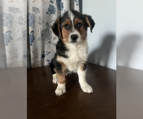 Medium Photo #12 Aussie-Corgi Puppy For Sale in DURHAM, CT, USA