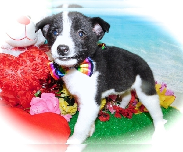 Medium Photo #2 Eskijac Puppy For Sale in HAMMOND, IN, USA