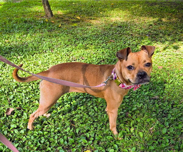 Medium Photo #5 Buggs Puppy For Sale in Garner, NC, USA