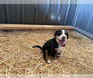 Greater Swiss Mountain Dog Puppy for Sale in WESTCLIFFE, Colorado USA
