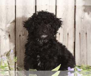 Medium Poodle (Miniature)