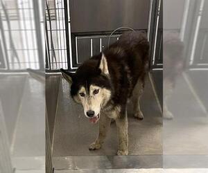 Siberian Husky Dogs for adoption in Modesto, CA, USA