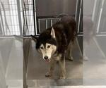 Small Siberian Husky