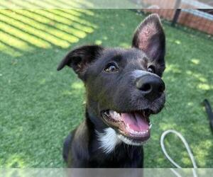 Labrador Retriever Dogs for adoption in Redwood City, CA, USA